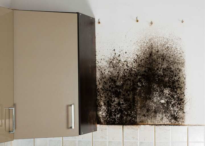 mold removal richmond va