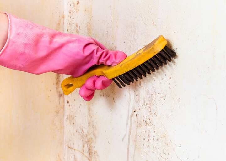 mold remediation richmond va