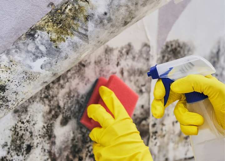 mold remediation richmond va