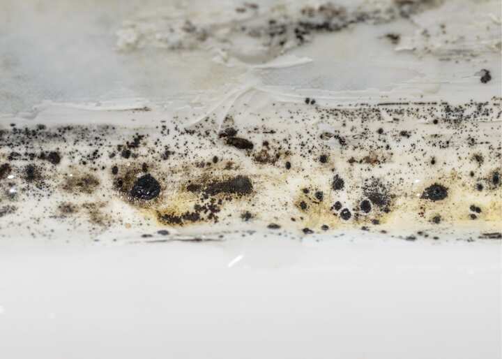 mold remediation richmond va