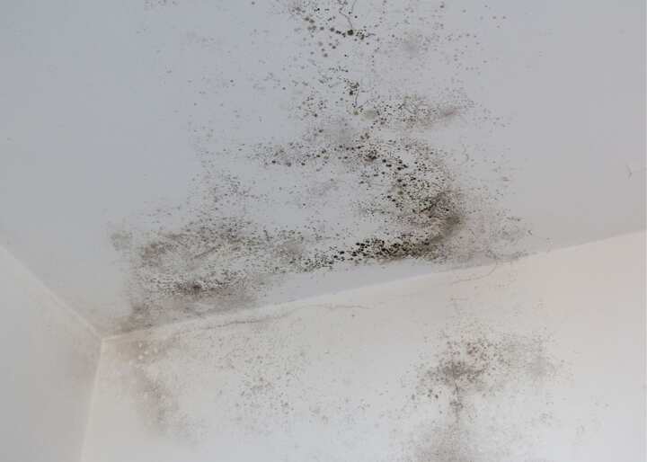 mold removal richmond va
