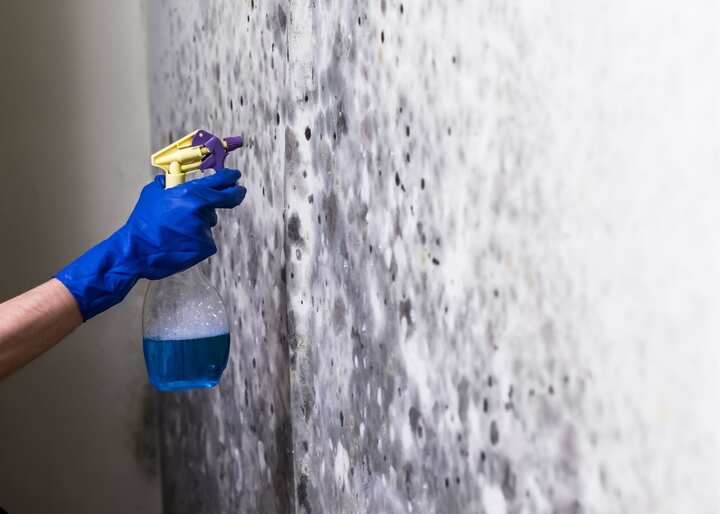 mold removal richmond va