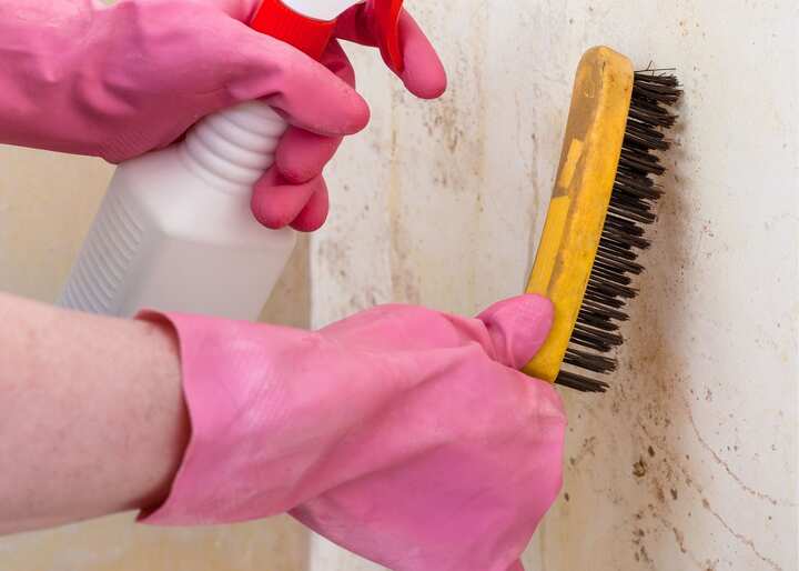 mold removal richmond va
