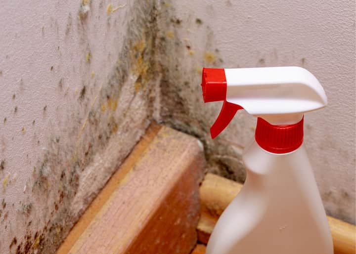 mold removal richmond va