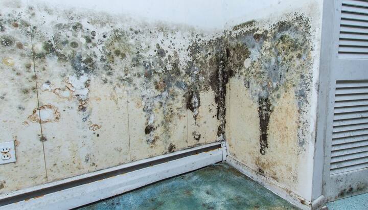 Mold Damage Odor Control Services in Richmond